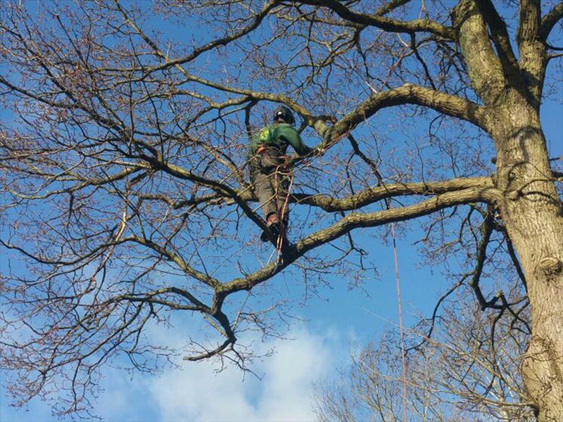 Tree Crowning - Silver Oak Garden Care